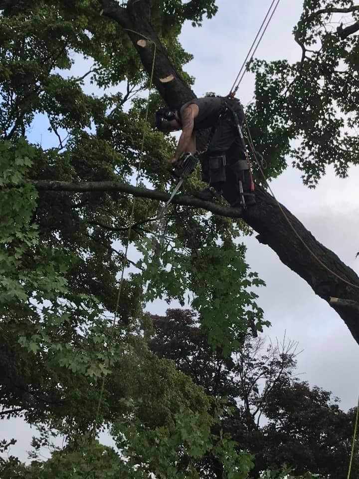 Arborist, harnessed, cutting tree branch with a chainsaw, set against a cloudy sky.