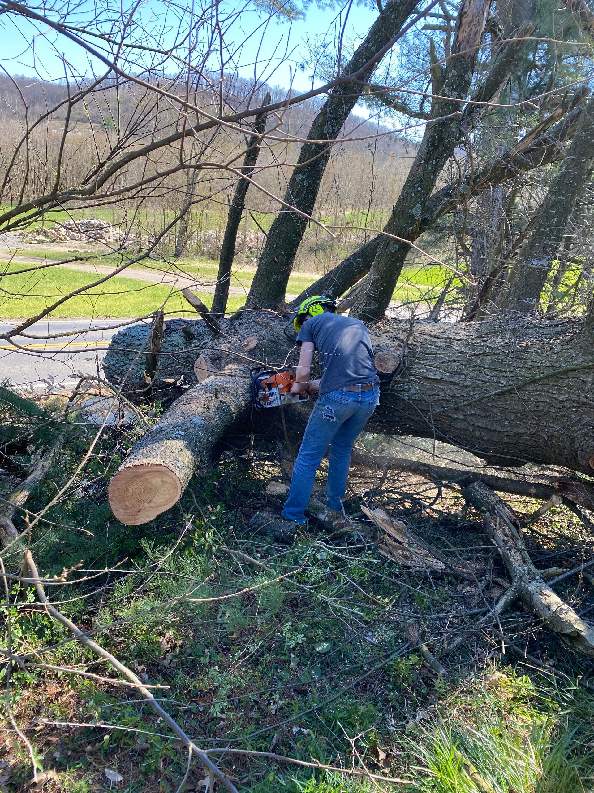 Person using a chainsaw to cut a fallen tree in a sunny, outdoor setting.
