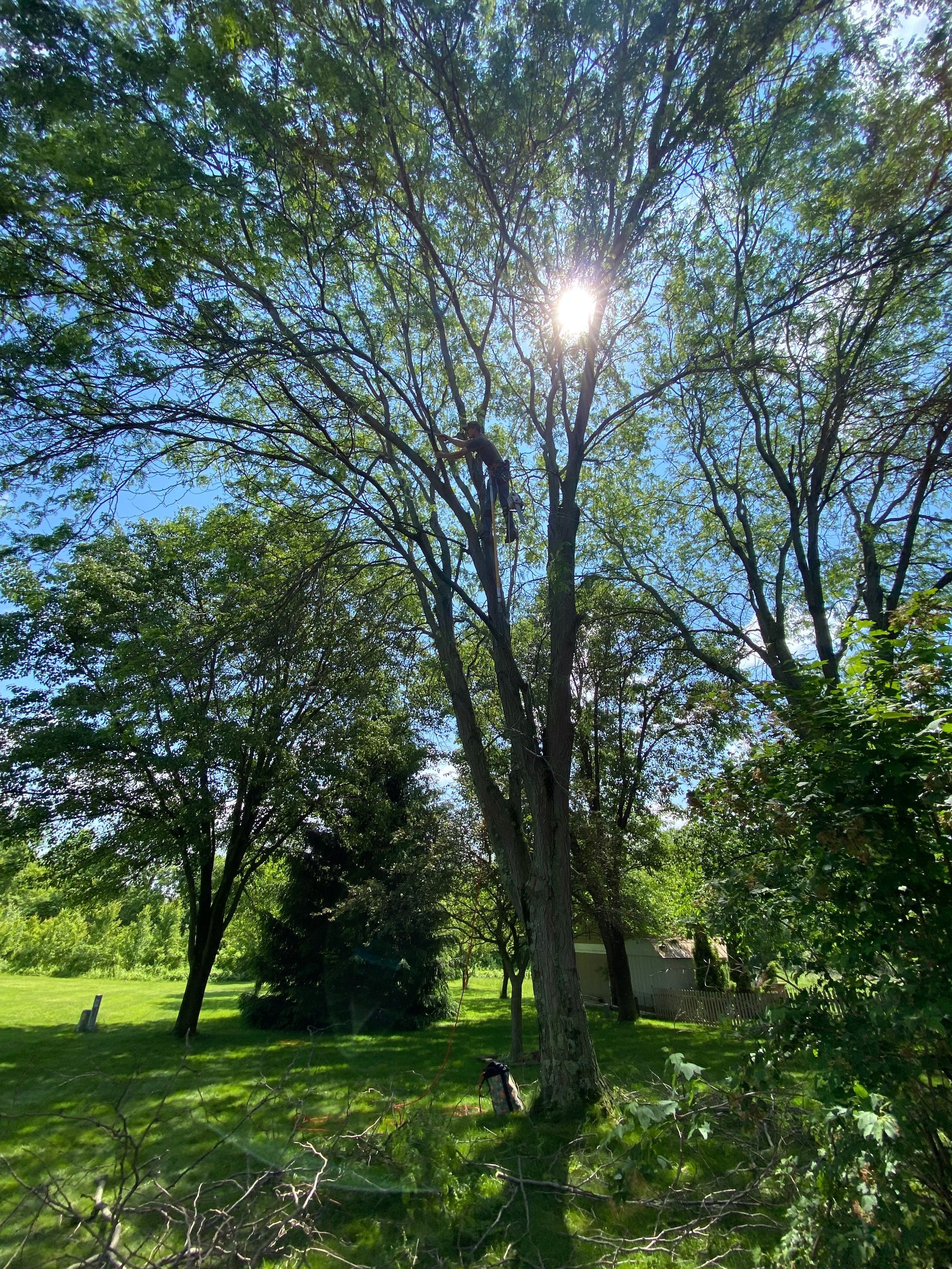 Sunlight through a tall tree with green leaves, other trees and a small building in the background.