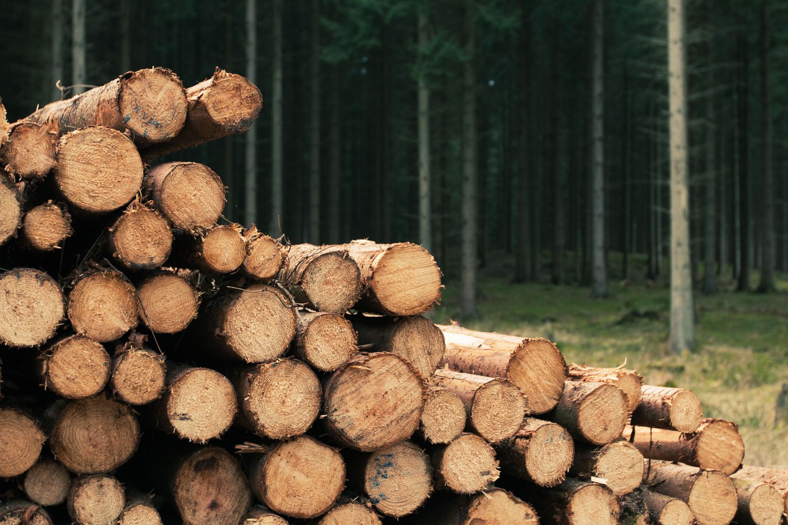 People sawing a log outdoors, wearing gloves.