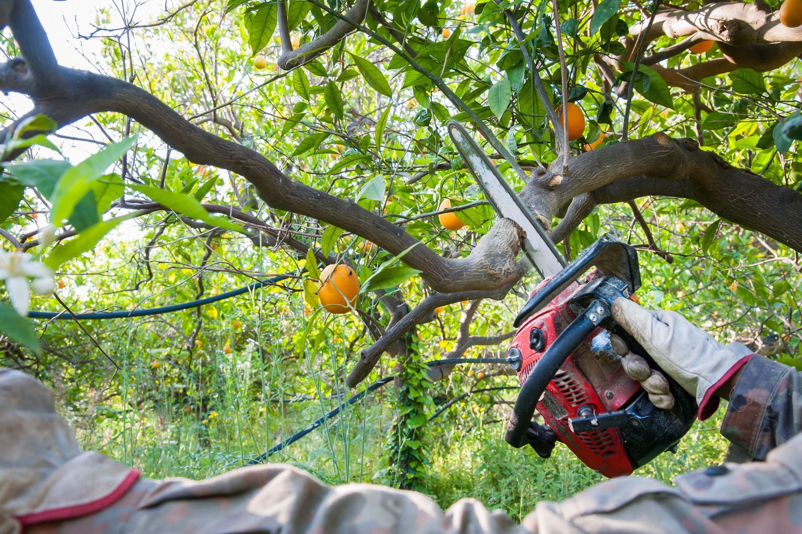 Person using a red chainsaw to cut a tree branch outdoors, with yellow machinery in the background.