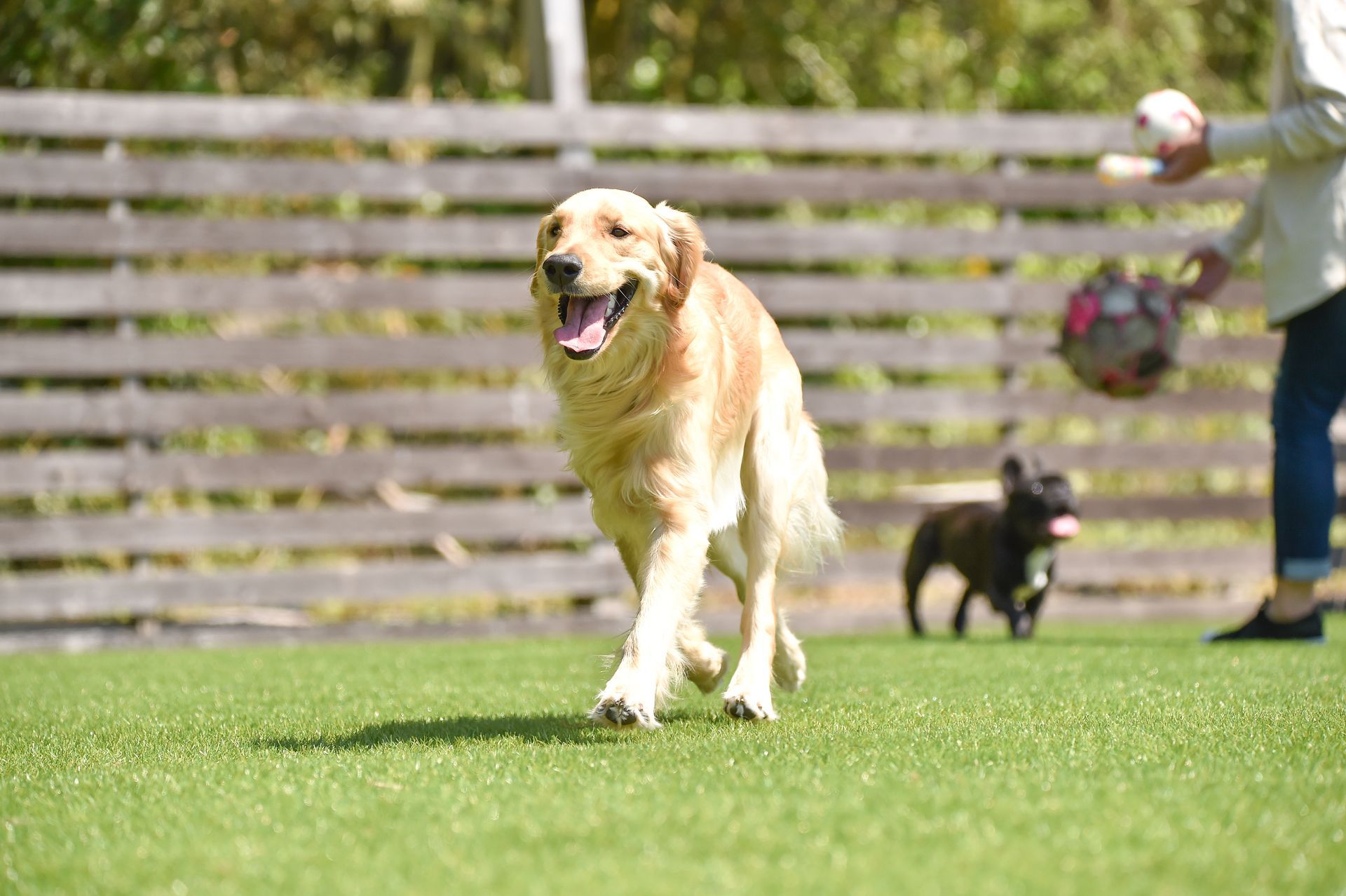 Golden retriever running on grass with a small black dog and a person in the background