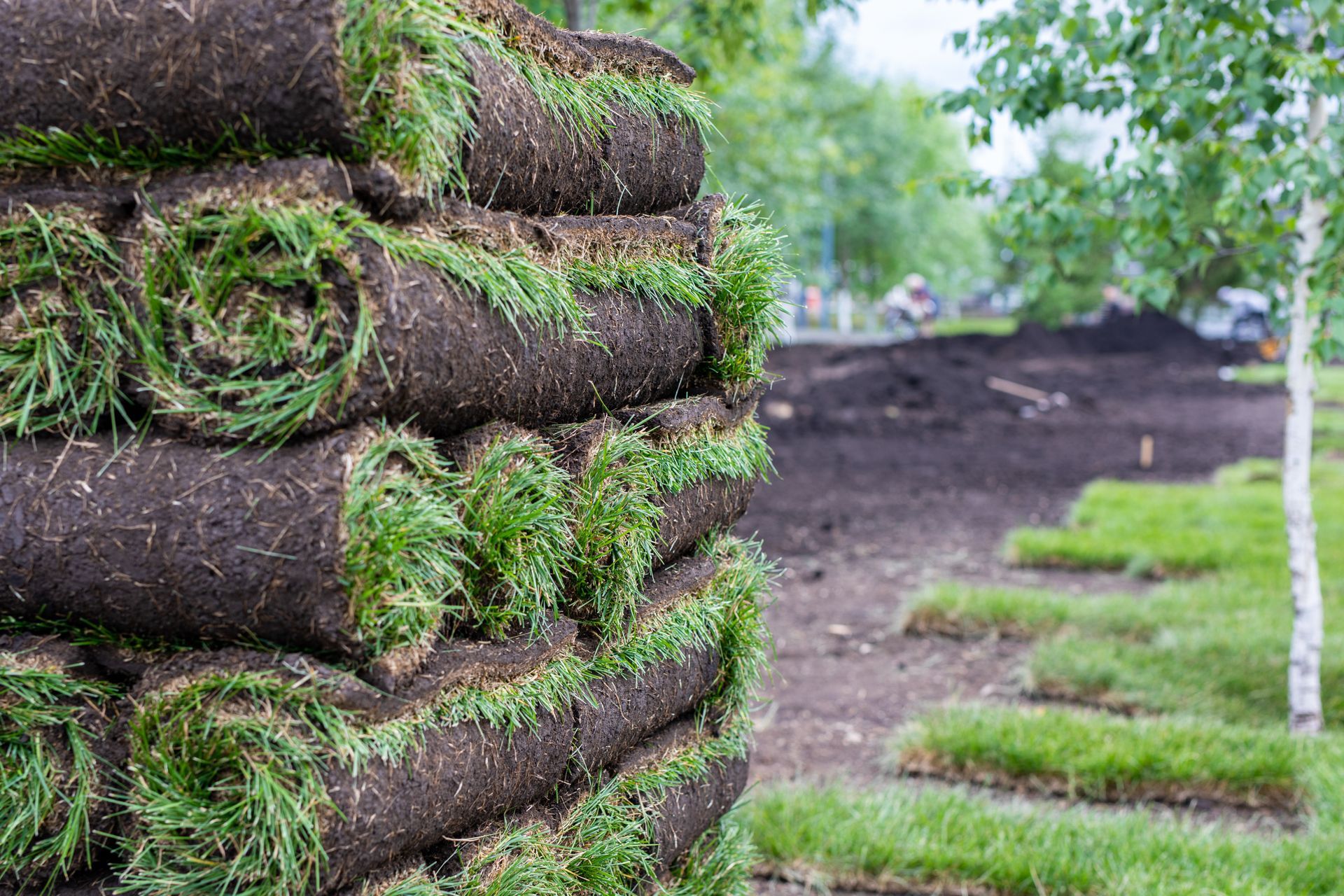 Stacks of rolled sod in a grassy nursery, with a blurred dirt path and trees in the background