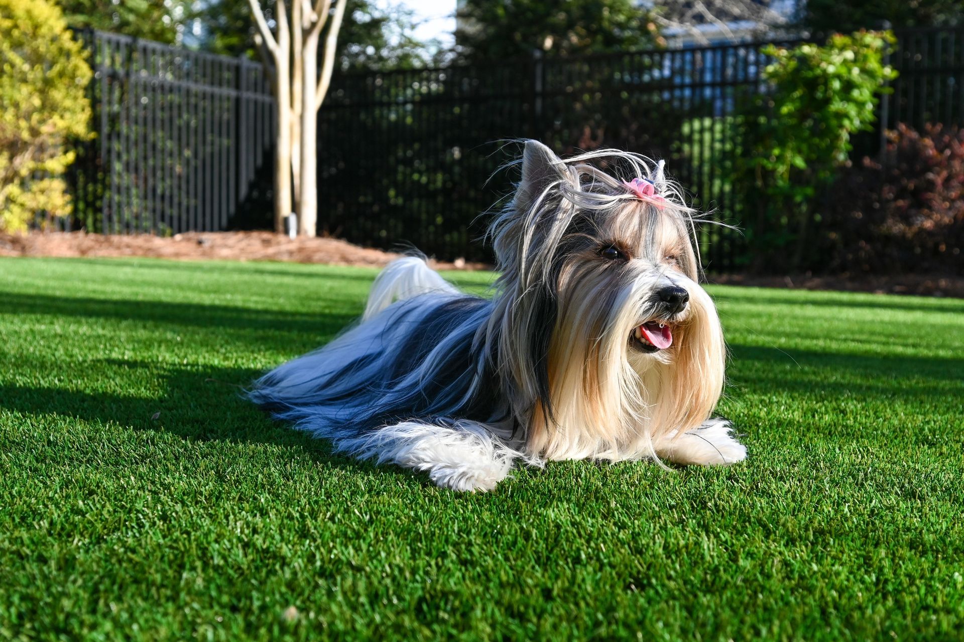 Small dog with long gray and white fur lying on green grass in a sunny yard.