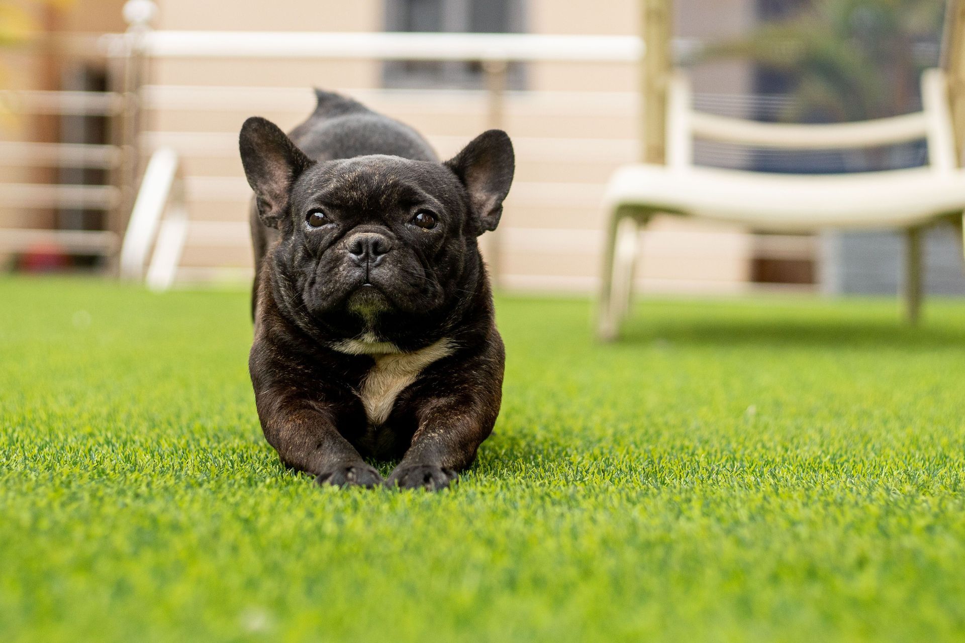 Black French bulldog puppy running on green grass in a yard with chairs in the background