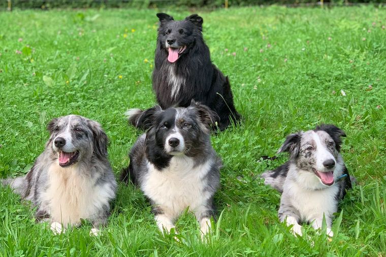 Naturheilpraxis für Tiere Karlsruhe