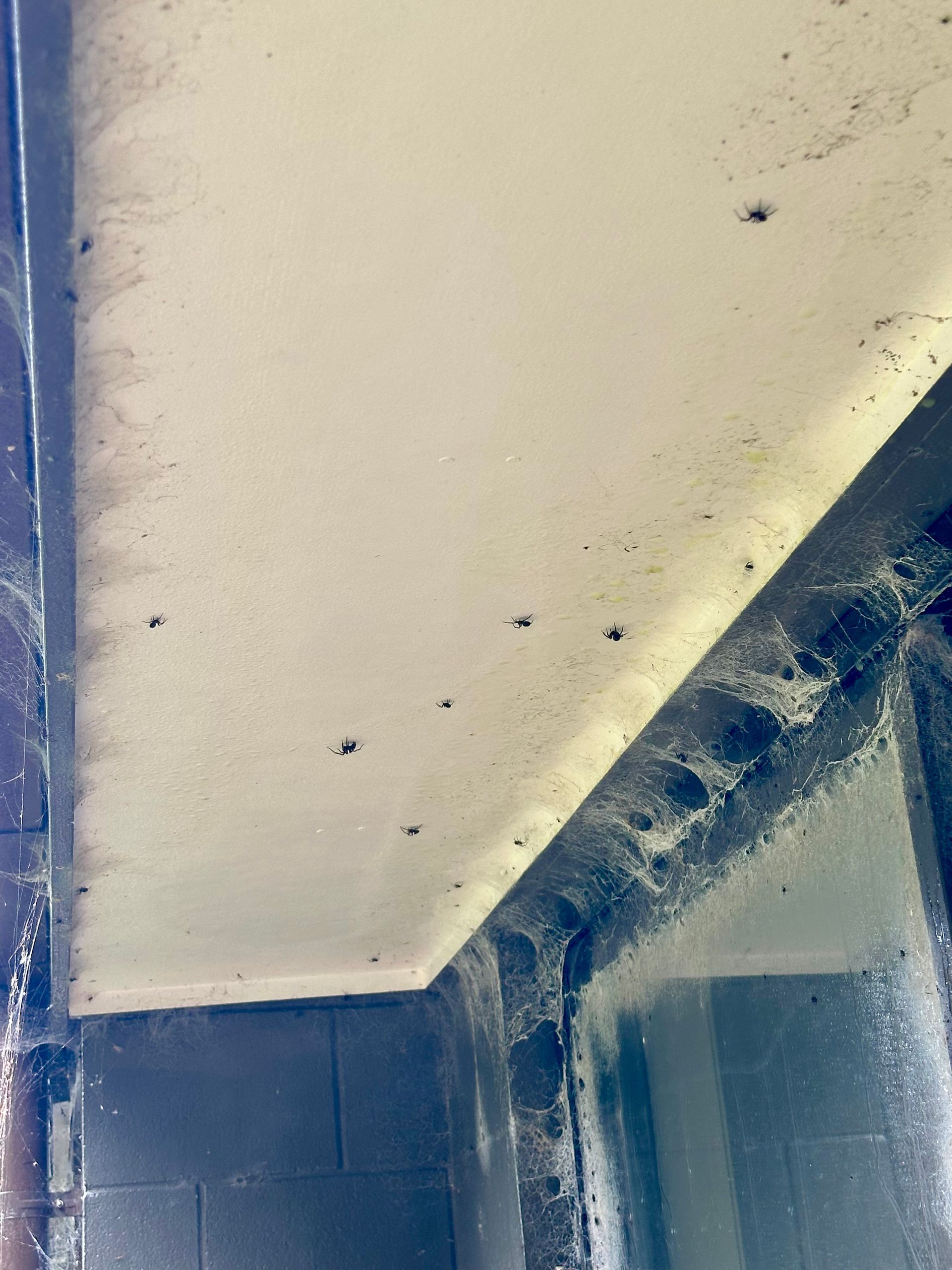 Spider webs on exterior house in Snells Beach before treatment
