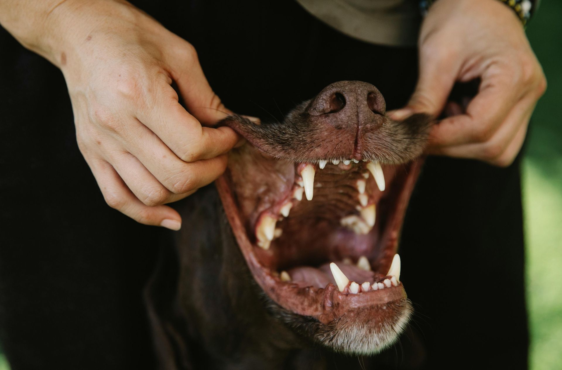 Hands holding open a dog’s mouth, showing its teeth and snout