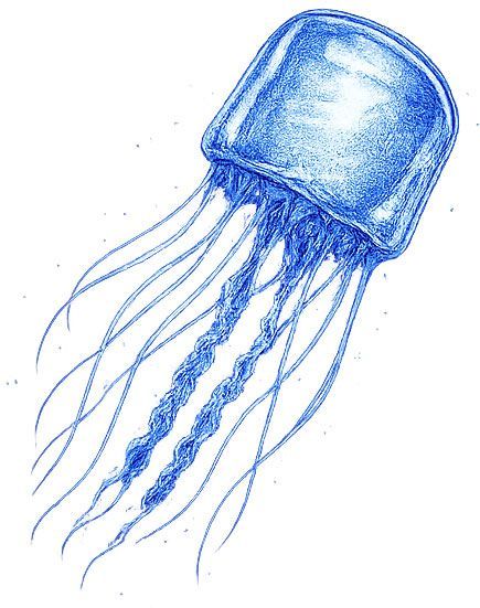 Blue jellyfish illustration with long, flowing tentacles on a white background