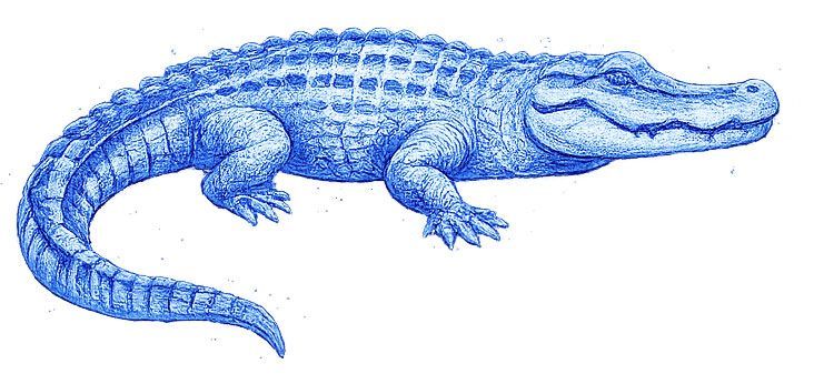 Blue sketch of a crocodile in side view, drawn with detailed scales and a long curved tail