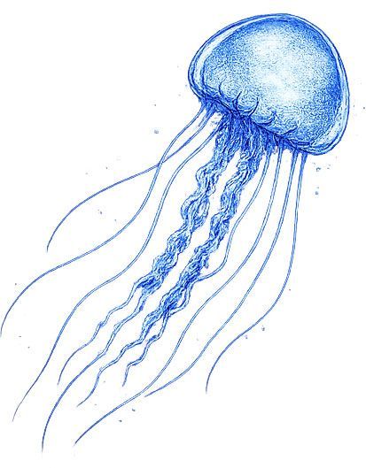 Blue jellyfish with long trailing tentacles on a white background
