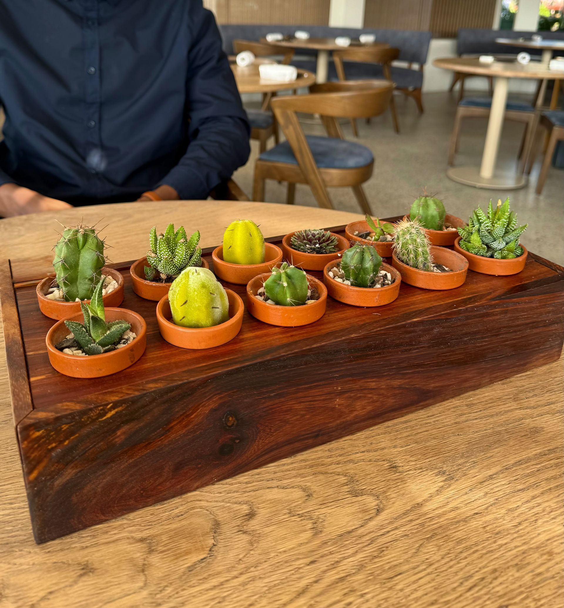 Cacti in small pots on a wooden tray at a restaurant, with a person in a blue shirt in the background.