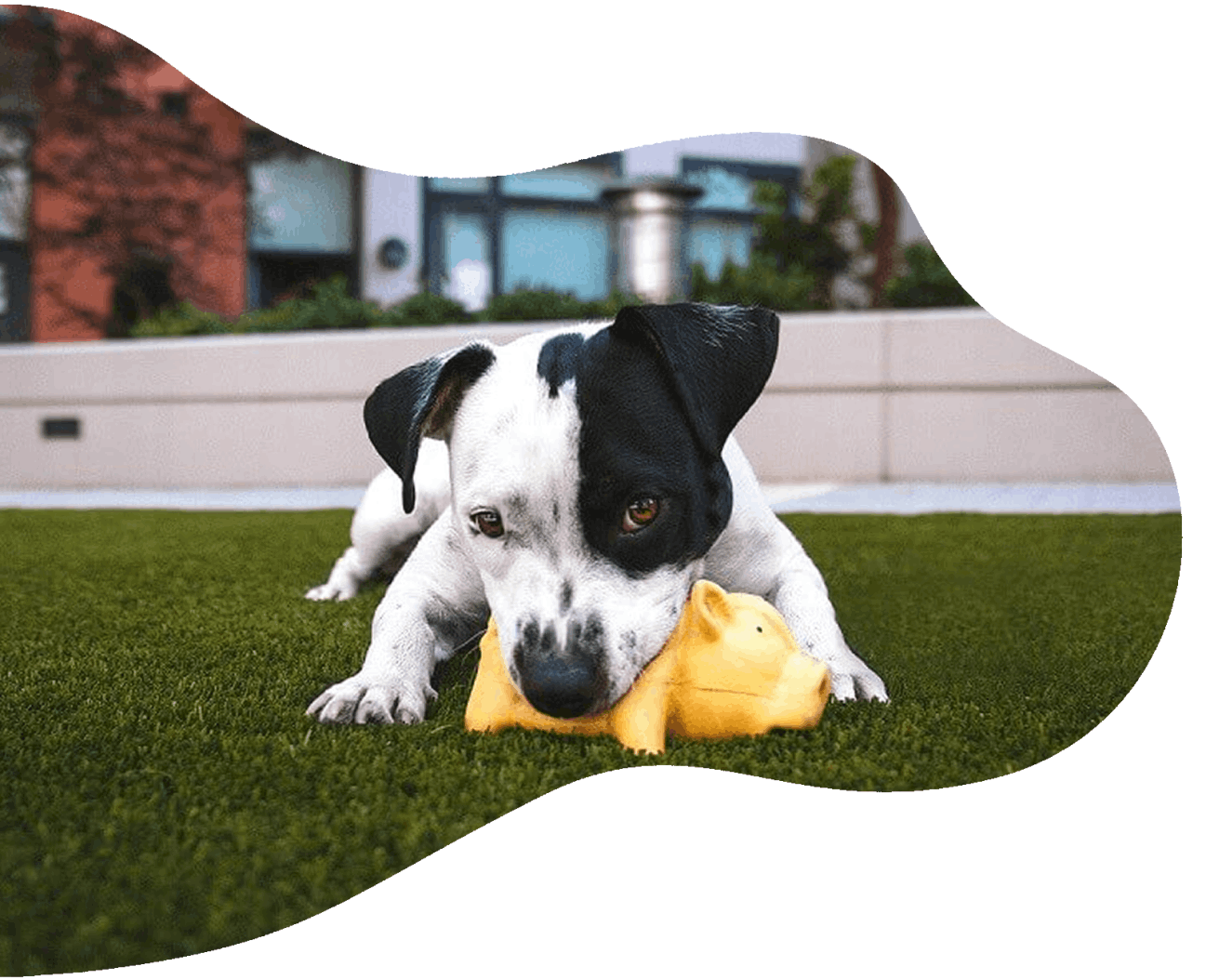 dog with toy