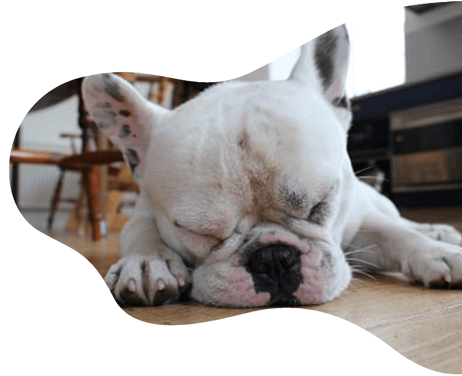 dog sleeping