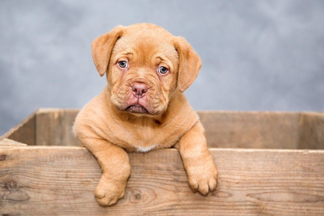 Puppy leaning on a box