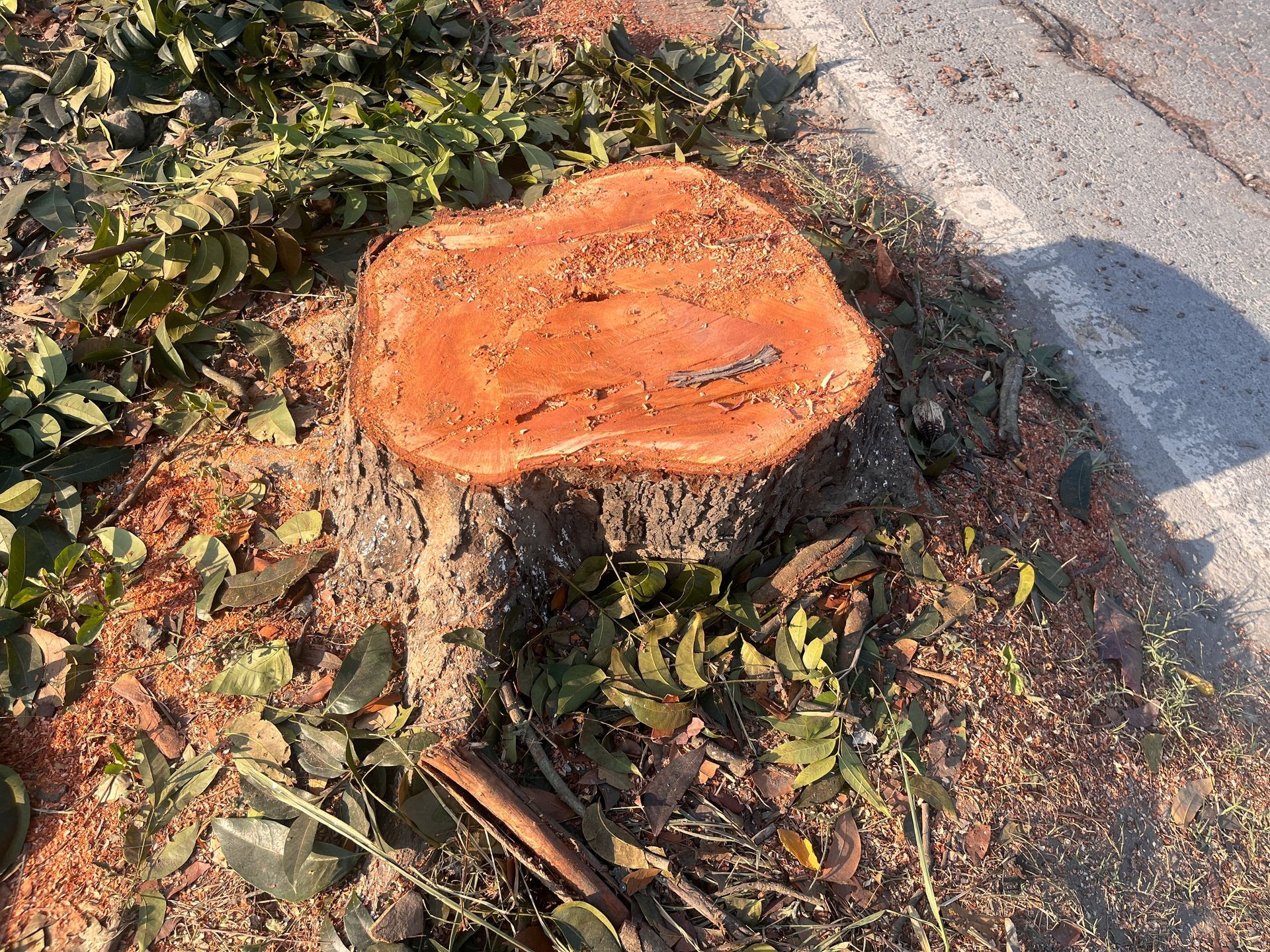 A freshly cut tree stump with orange wood grain, surrounded by scattered green leaves and sawdust next to a paved road.