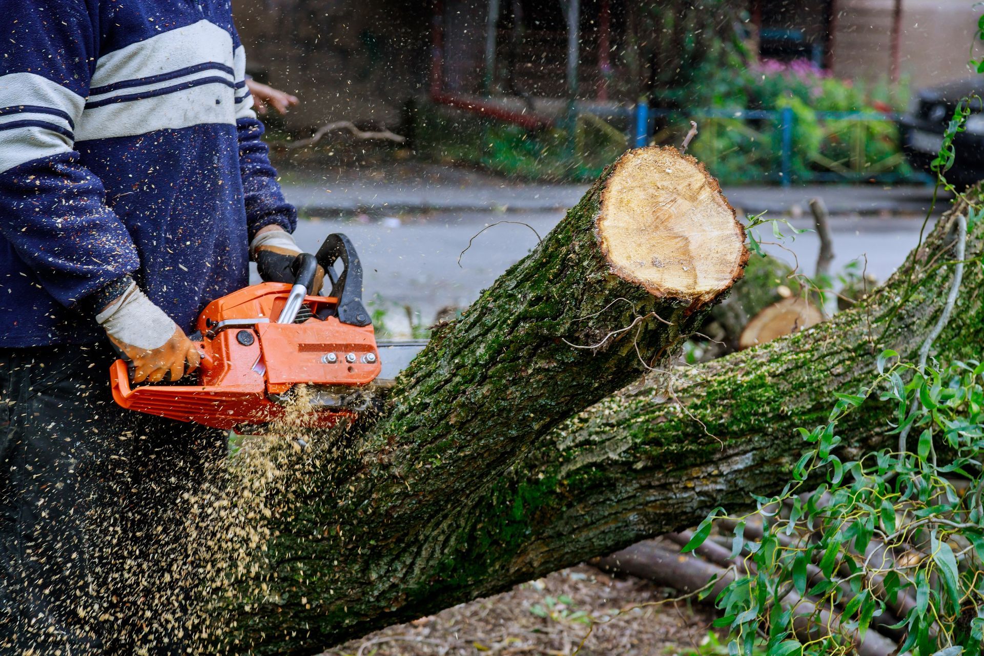 A person in a blue and white striped shirt uses an orange chainsaw to cut through a thick, mossy tree trunk.