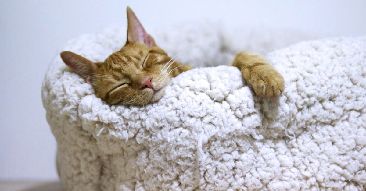 Een oranje kat slaapt in een zacht wit bed, met haar pootjes bungelend.