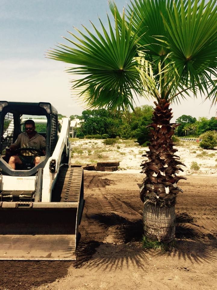 Bulldozer leveling sandy ground beside a palm tree under a clear sky