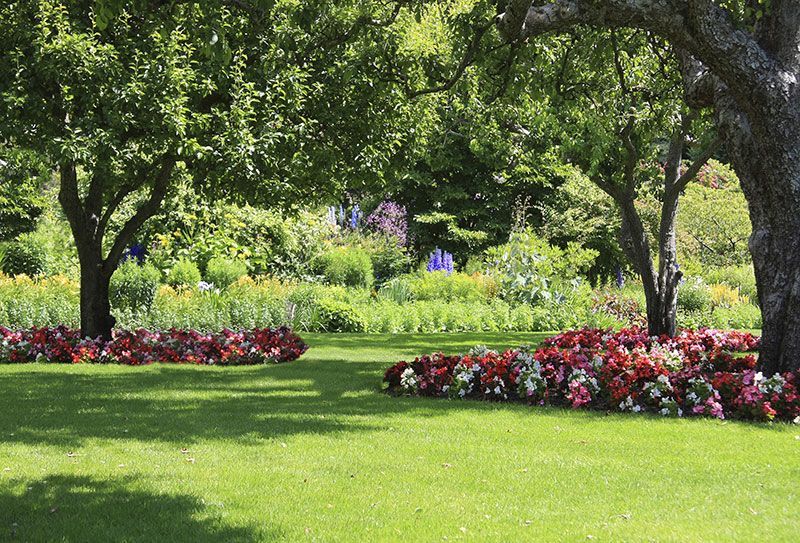 Sunny park with green lawn, flowering shrubs, and leafy trees