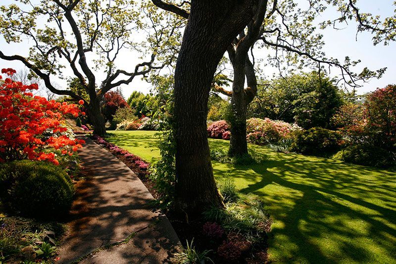 Sunlit garden path winding past a large tree, red flowers, and green lawn under blooming branches