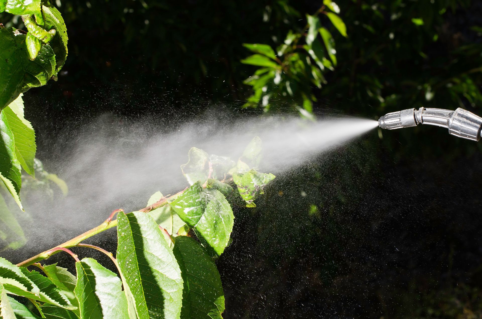 Garden hose spraying water onto green leaves in bright sunlight