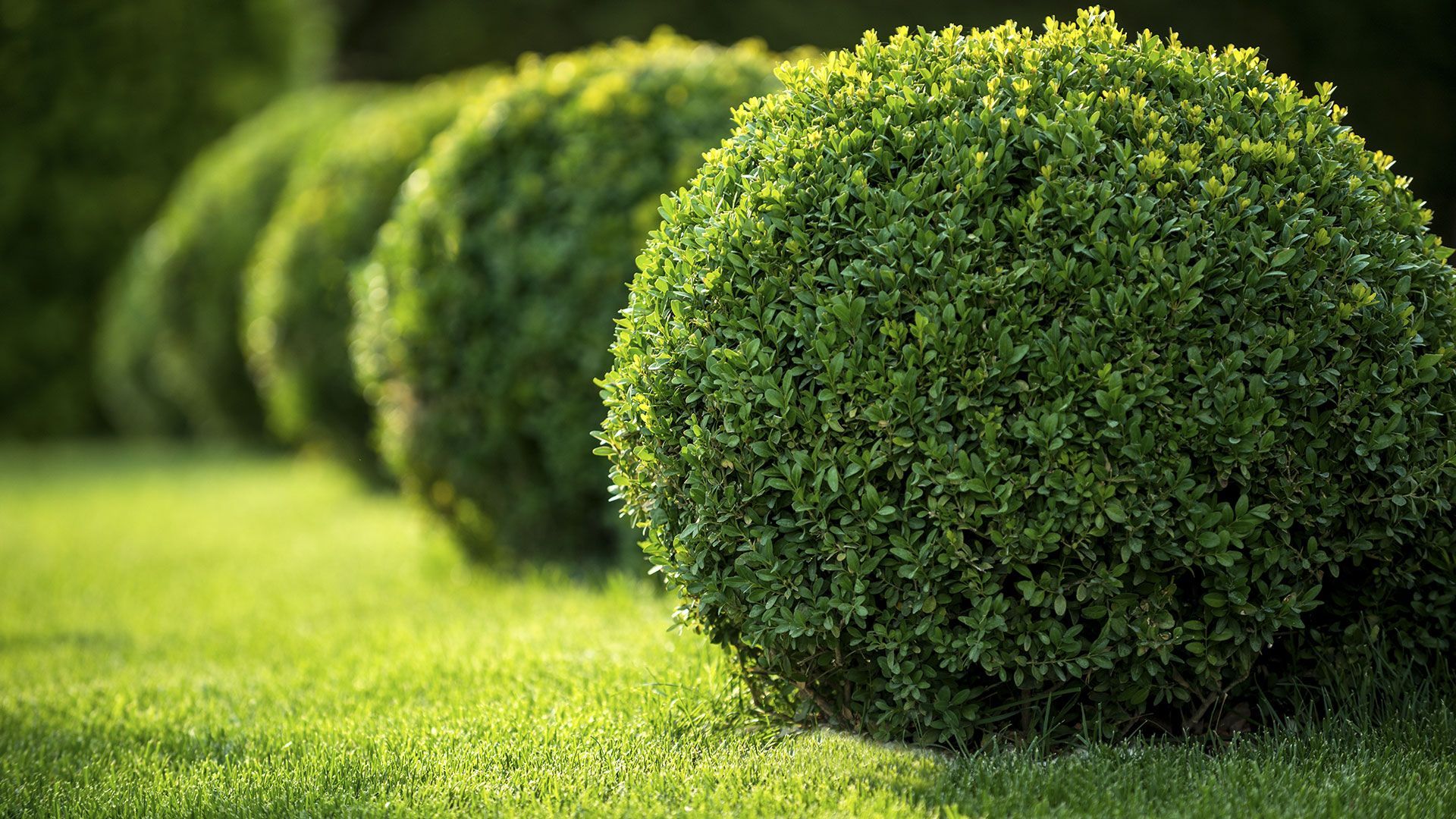 Row of neatly trimmed green shrubs in a sunlit garden
