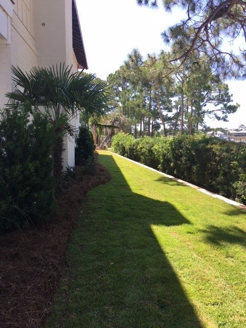 Sunlit grassy slope beside a building, bordered by palm trees and shrubs, with a hedge-lined path in the distance
