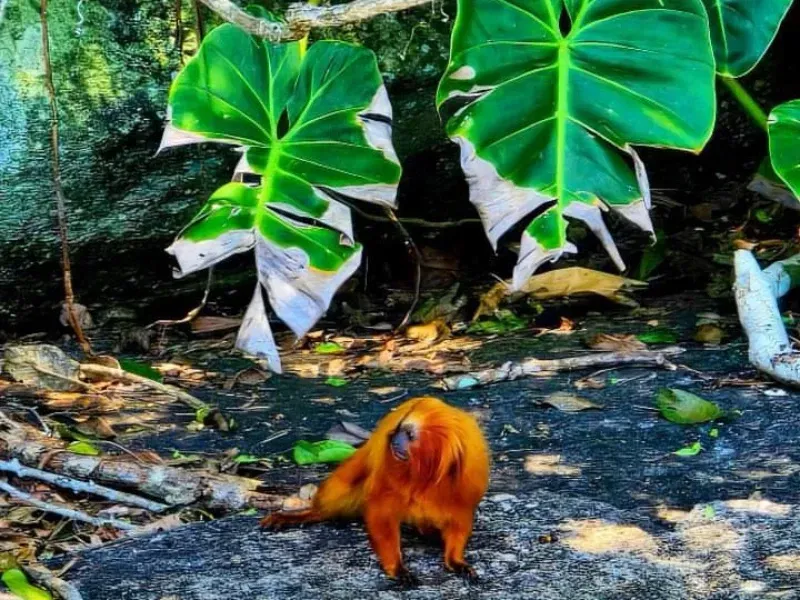 Um mico-leão-dourado está em pé sobre uma superfície rochosa sob grandes folhas tropicais verdes.