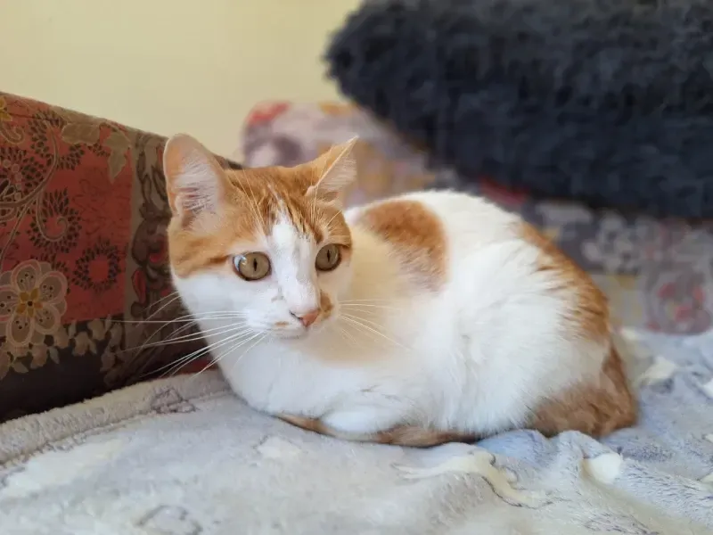 Um gato branco e laranja está sentado em posição de barriga para cima sobre uma manta cinza estampada ao lado de uma almofada escura.