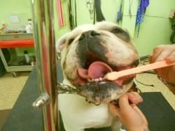 February - Dental Health Month