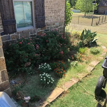 A brick house wall with dark wood shutters next to a flower bed containing flowering bushes and small white daisies.