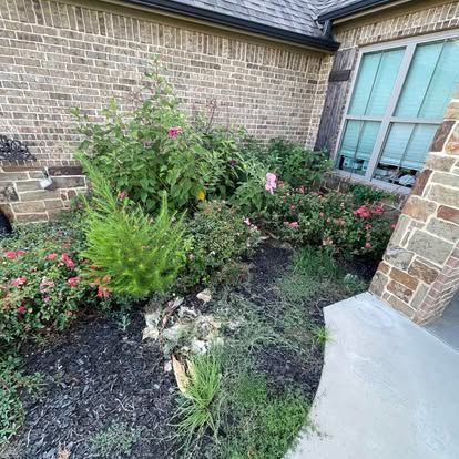 A landscape bed with small shrubs, pink flowers, and a central conifer, against a brick wall and a house window.