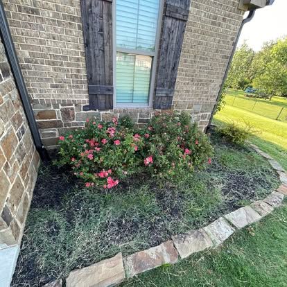 A garden bed with pink rose bushes and dark mulch, bordered by stone pavers along the brick wall of a house.