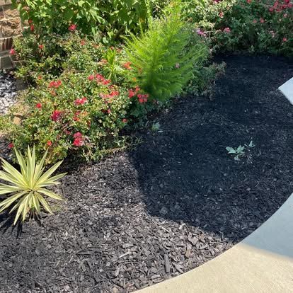 A garden bed with black mulch, a yellow-striped yucca, blooming red rose bushes, and a small pine sapling near a sidewalk.