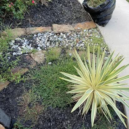 A variegated yucca plant grows in a garden bed with black mulch, a stone border, and a black bag of yard waste.