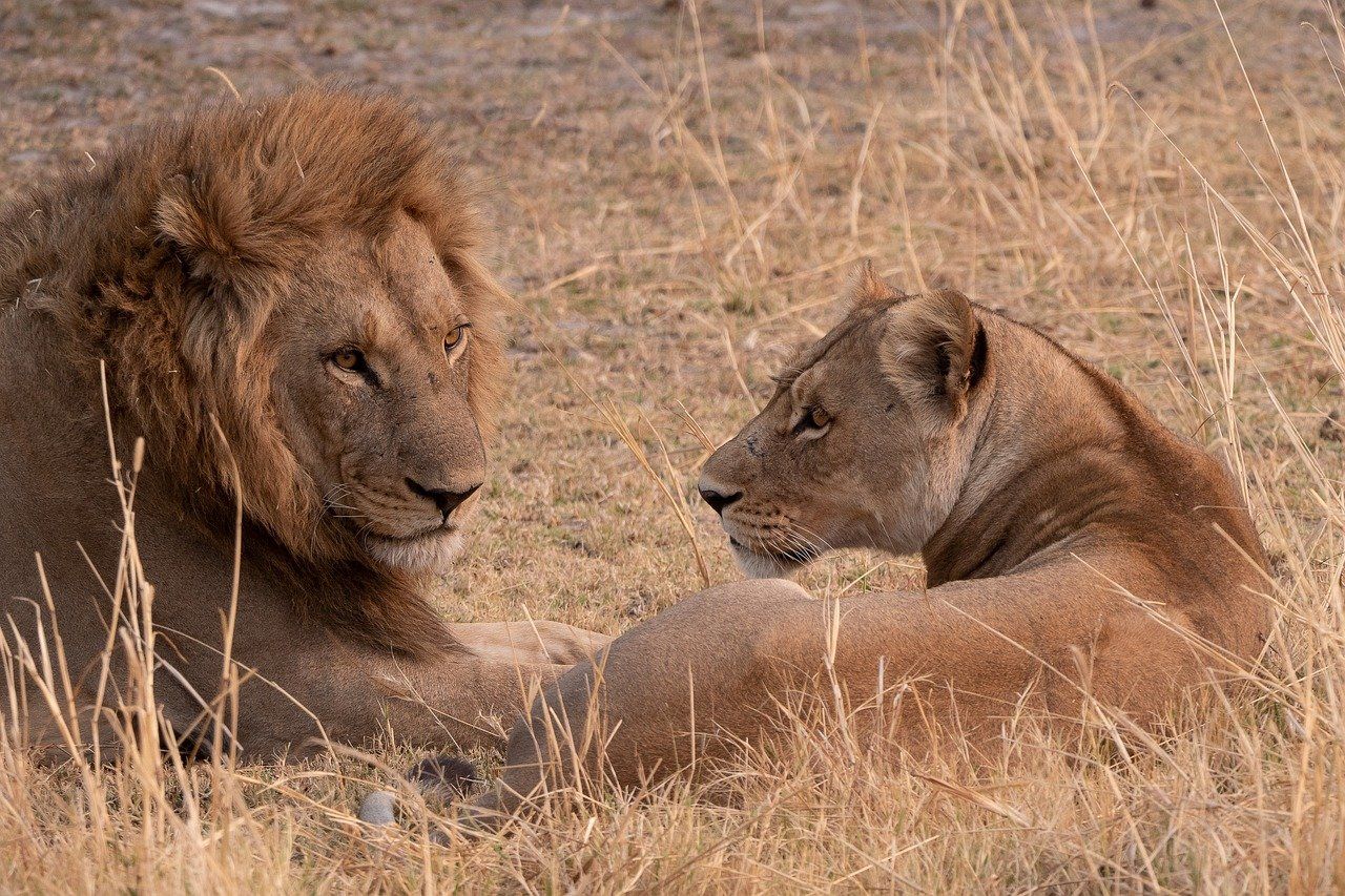 Lion and lioness resting in dry savanna grass, brown fur blending in, gazing towards each other.