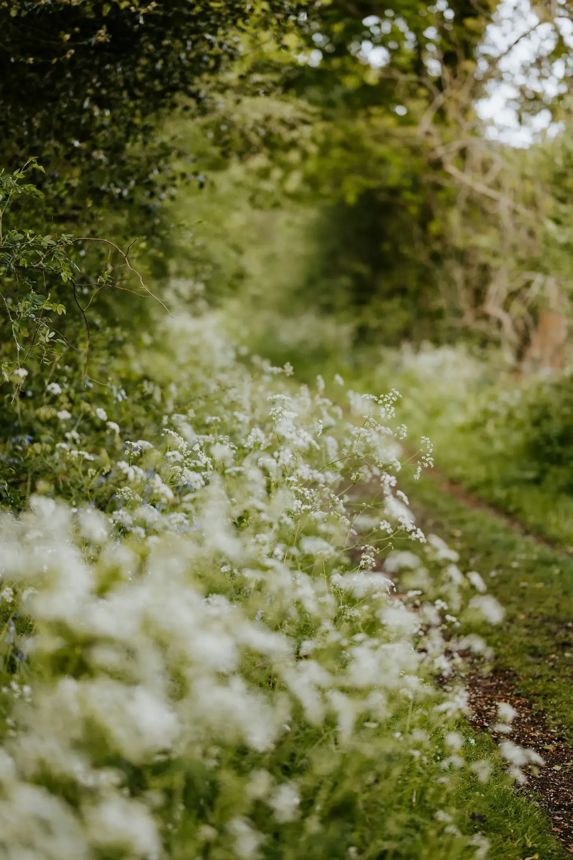 White wildflowers along a narrow path in a green woodland garden