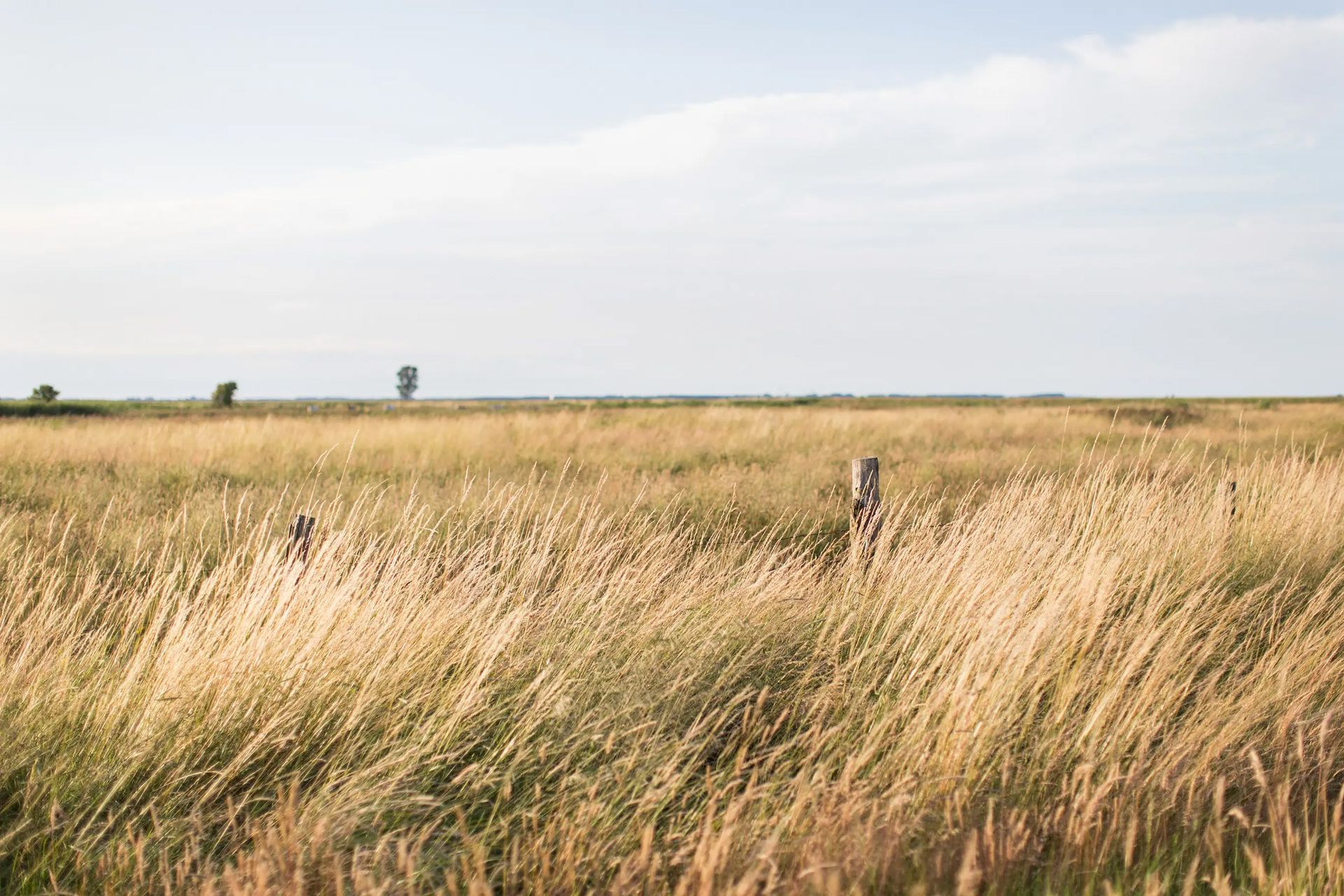 Tall golden grass swaying in a flat field under a pale sky, with distant trees on the horizon