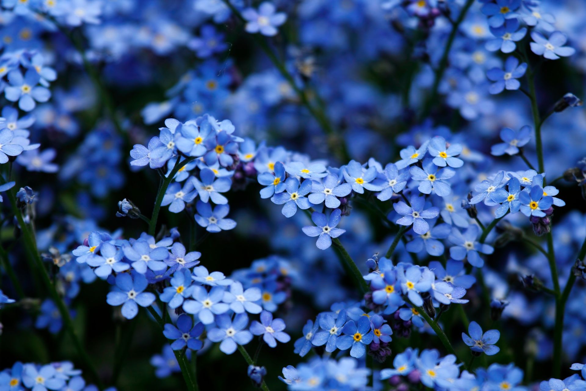 Cluster of small blue flowers with yellow centers against a dark green background