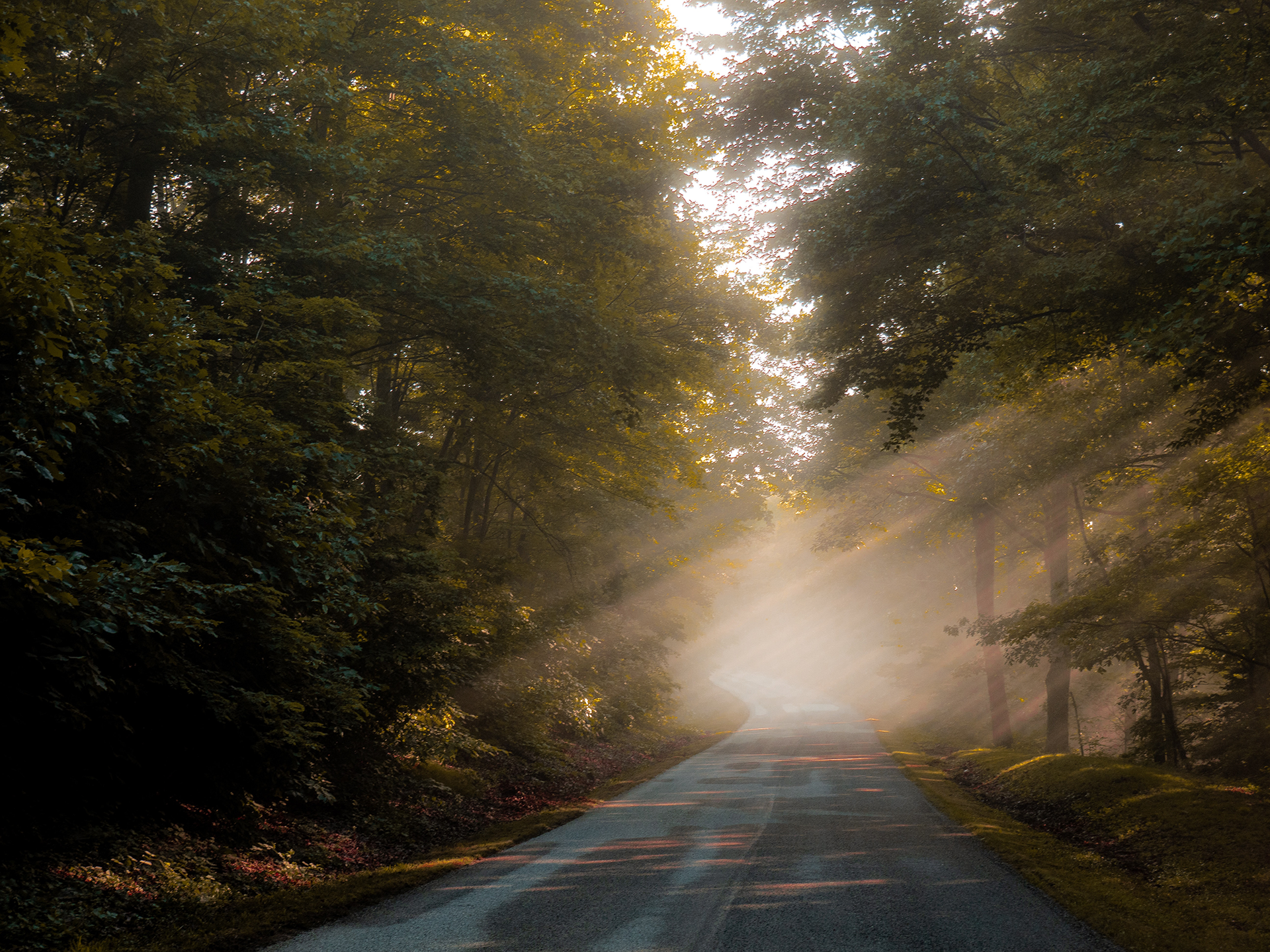 Tree-lined road with sunlight streaming through mist in a forest
