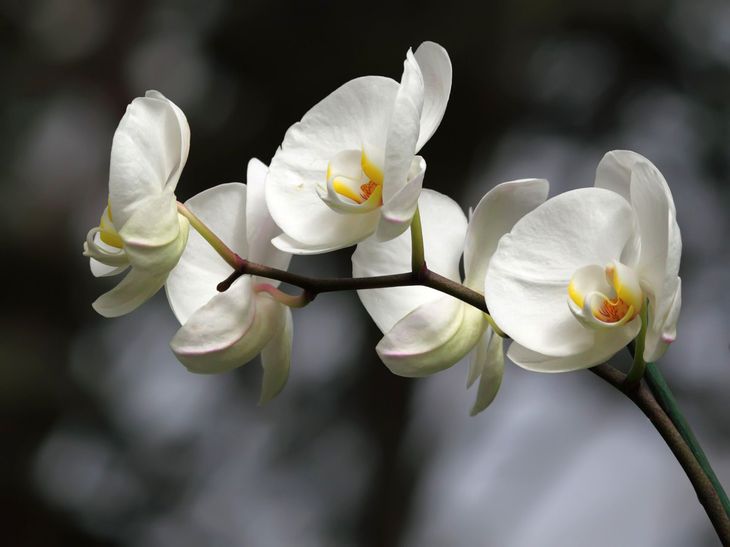 White orchids blooming on a dark branch against a blurred gray background