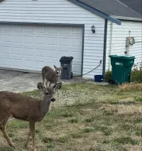 Two deer stand in a residential yard near a white garage with a green trash bin.