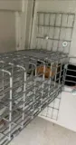 A tan-colored animal, likely a squirrel, peeking out from behind a wire mesh screen attached to a painted wall.