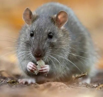 A gray rat sits on the ground, holding and eating a small piece of food with its front paws.