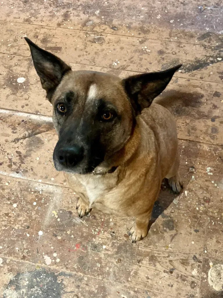 a small brown dog is sitting on a wooden floor and looking up at the camera