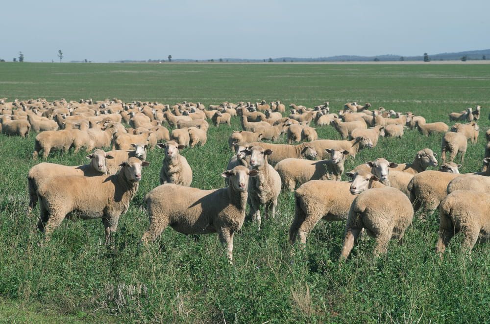 A Flock of Sheep Grazing in a Green Field Under a Clear Sky — Dusty Rural Contracting in Young, NSW