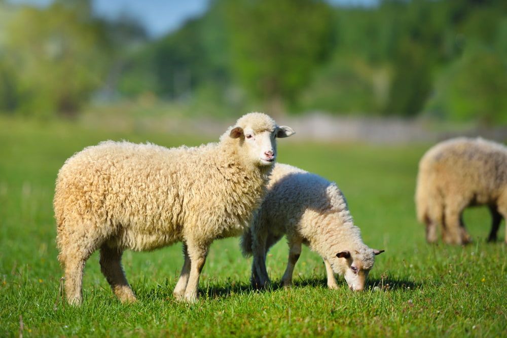 Two Sheep in a Green Field, One Standing and One Grazing — Dusty Rural Contracting in Wagga Wagga, NSW