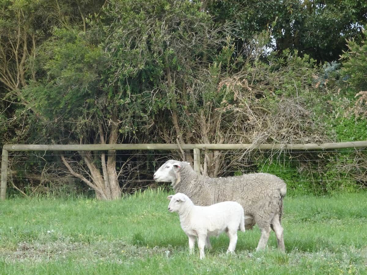 Two Sheep Standing in a Grassy Field Near a Wooden Fence — Dusty Rural Contracting in Yass, NSW