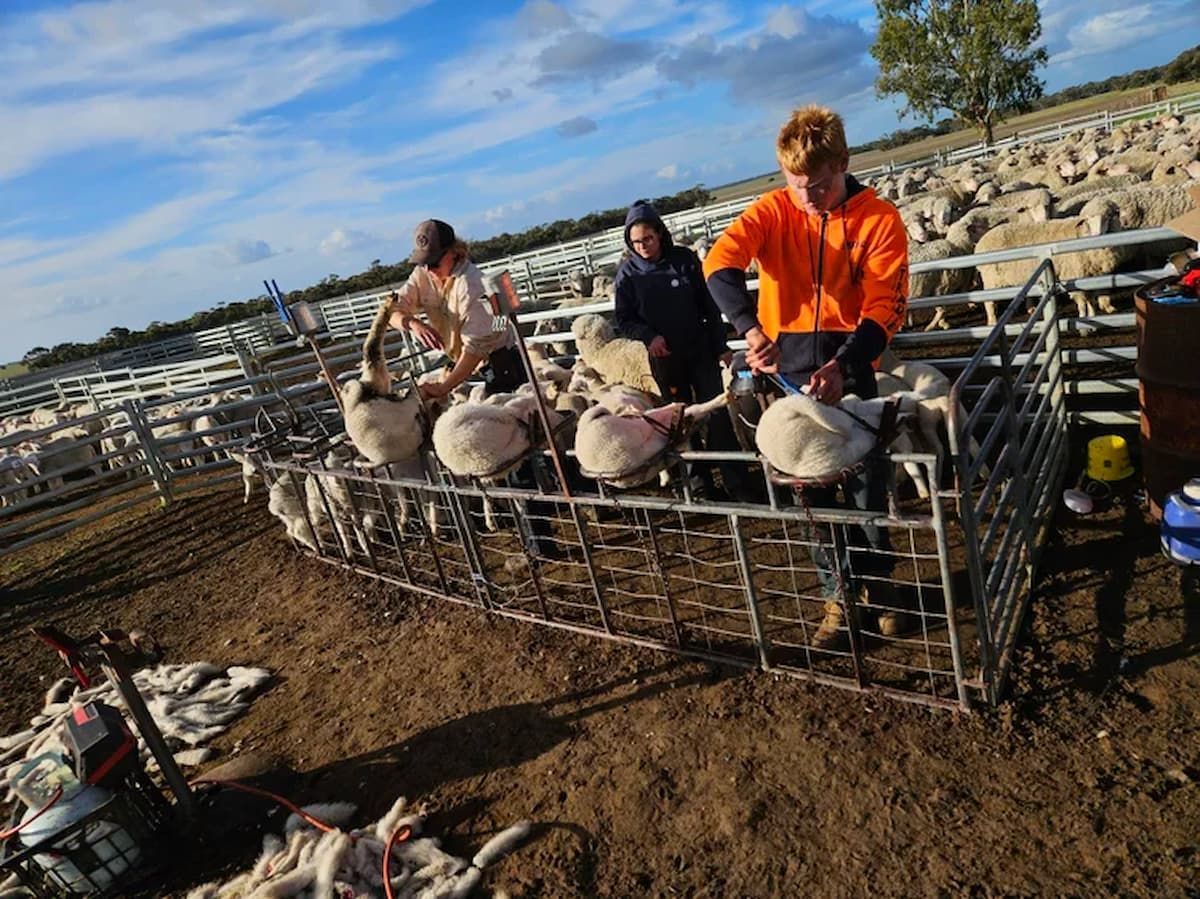 People Sitting in a Metal Livestock Pen Outdoors — Dusty Rural Contracting in Coolac, NSW
